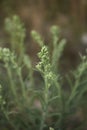 Dittrichia graveolens in bloom