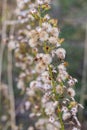 Dittrichia graveolens flower