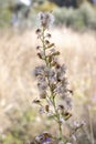 Dittrichia graveolens flower