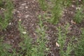 Fresh plants of Dittrichia graveolens in a garden