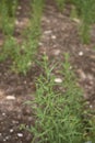 Fresh plants of Dittrichia graveolens in a garden