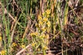 Dittrichia viscosa, also known as false yellowhead, woody fleabane, sticky fleabane, Sticky aster and yellow fleabane, is a Royalty Free Stock Photo