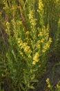 Dittrichia viscosa in bloom Royalty Free Stock Photo