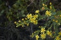 Dittrichia viscosa yellow inflorescence Royalty Free Stock Photo