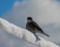 Gray bird with red eyes in the snow