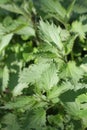 Diuretic stinging nettle or Urtica Dioica for tonic herbal properties