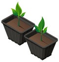 Div seedlings in plastic cup. Planting seedlings and growth