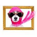 Diva chic dog Royalty Free Stock Photo