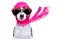 Diva chic dog Royalty Free Stock Photo