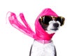 Diva chic dog Royalty Free Stock Photo