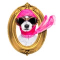 Diva chic dog Royalty Free Stock Photo