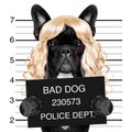 Diva chic mugshot Royalty Free Stock Photo