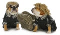 Diva dogs Royalty Free Stock Photo