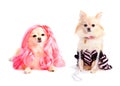 Diva Dogs Royalty Free Stock Photo