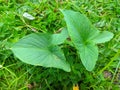 Divaricate Typhonium, Typhonium blumei plant leaves