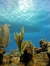 Dive boat and reef Royalty Free Stock Photo