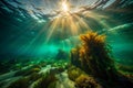 SunKissed Underwater World Exploring the Vibrant Ecosystem of SunlightIlluminated Seaweed Royalty Free Stock Photo