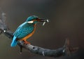 Kingfisher