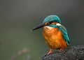 Kingfisher