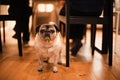 Soulful Stare: The Pug's Gaze of Affection