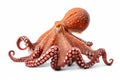 Graceful Octopus: Elegantly Floating on a White Background