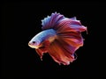 Vibrant AI-generated underwater art with hyper-realistic sci-fi style, realistic fish portraits, saturated colors, light crimson &