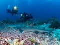 Dive photo in Tubbataha Palawan Philippines