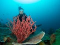 Dive photo in Tubbataha Palawan Philippines