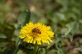 a bee dive into the pollen of the dandelion flower Royalty Free Stock Photo