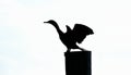 Dive: Silhouette of Cormorant Royalty Free Stock Photo