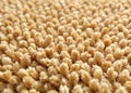 Explore Exquisite Carpet Textures A Collection of Plush Shaggy and Loop Pile Flooring Backgrounds for Design Royalty Free Stock Photo