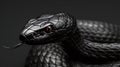 captivating closeup of a black cobra snake isolated against a dark background, wildlife photography Royalty Free Stock Photo