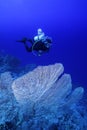 Diver above the Reef Royalty Free Stock Photo