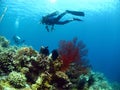 Diver above seafan and corals Royalty Free Stock Photo