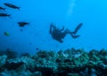 The diver above the surface of a coral reef in an incredible position taking pictures of the fish Royalty Free Stock Photo