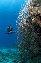 Diver along the reef, red Sea, south Sinai, Egypt Royalty Free Stock Photo