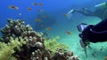 Diver with aqualung and camera swimming underwater near the coral reef. 4K