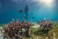 Diver assess some hard coral