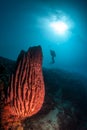 Diver assess some hard coral and a barrel sponge