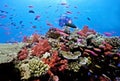 Diver on Astrolabe reef