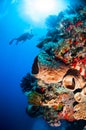 Diver, barrel sponge, feather stars, black sun coral in Banda, Indonesia underwater photo Royalty Free Stock Photo