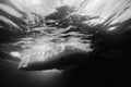 Diver Beneath Iceberg in Black and White Royalty Free Stock Photo