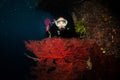 Diver with big seafan Royalty Free Stock Photo