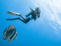 Diver and big Spadefish in the blue water of the Indian ocean Royalty Free Stock Photo