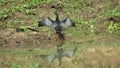 diver bird drying wings stretched in sun reflection on water