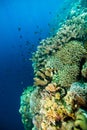 Diver blue water scuba diving bunaken indonesia sea reef ocean Royalty Free Stock Photo