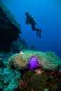 Diver blue water scuba diving bunaken indonesia sea reef ocean