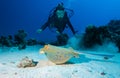 Diver and Bluespotted stingray