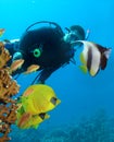 Diver and butterflyfishes