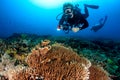 Diver with a camera swimming over a tropical reef Royalty Free Stock Photo